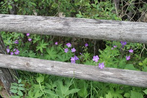 Wildflowers in Rienza valley