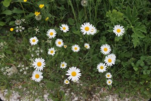 Leucanthemum (Margeriten)