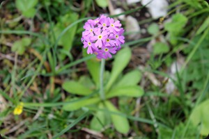 Primula farinosa (bird's-eye primrose)