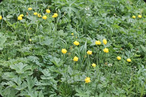 Trollius europaeus (globeflower)