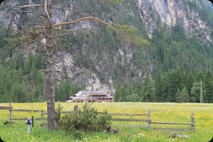 Wildflower meadow in Rienza valley