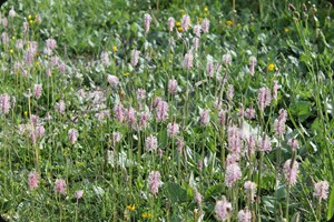 Plantago media (hoary plantain)