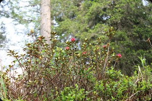 Inside the forest at Lago Misurina