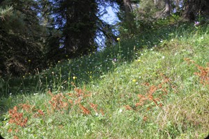 In the forest at Lago Misurina