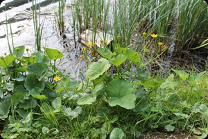 Sumpfdotterblumen, Lago Misurina