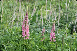 Lupins