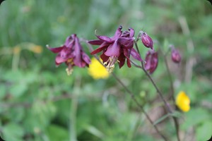 Dark columbine (Aquilegia atrata)