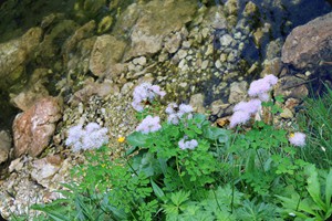 French meadow-rue, Lago Misurina