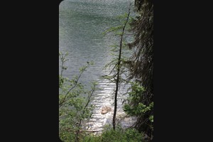 In the forest at Lago Misurina