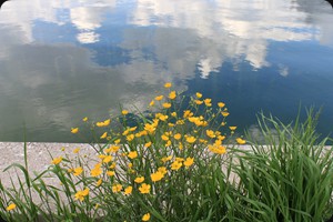 Buttercup, Lago Misurina