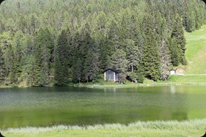 Forest at Lago Misurina