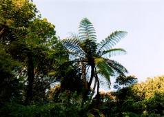 New Zealand - Coromandel Bushwalk