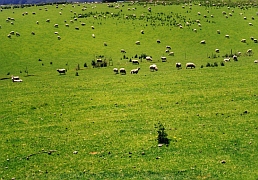 Neuseeland - Otago Farmland