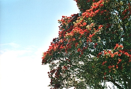 Neuseeland - Pohutukawa tree