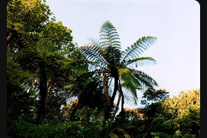 Coromandel