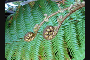 Fern tree leaves