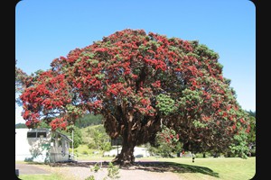 Helena Bay