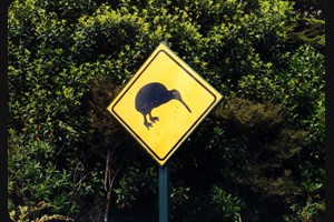 Kiwi at Tongariro