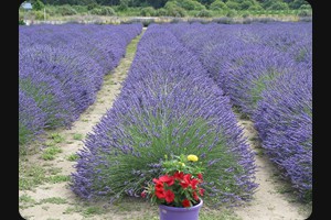 Lavender Farm Eskdale