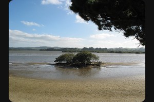 Mangawhai