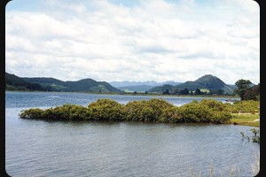 Mangrove bei Opoutere