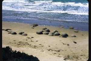 Moeraki Boulders