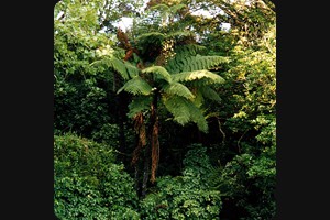 Kawakawa Bay