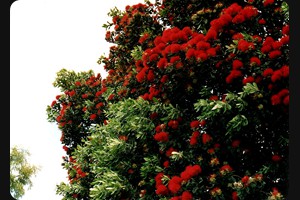 Pohutukawa - Christmas Tree