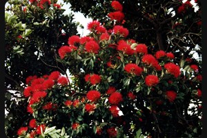 Pohutukawa - Christmas Tree