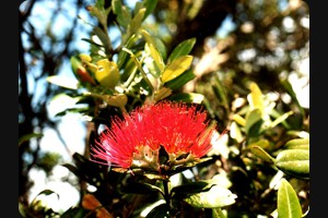 Pohutukawa - Christmas Tree