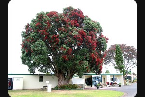 Whangarei