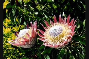 Proteas Whakatane