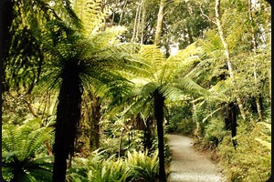 Purakaunui Falls