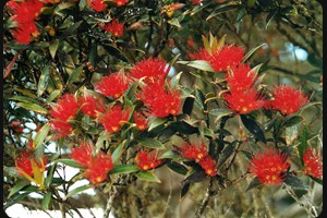 Rata at Papatowai