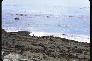 Gannets