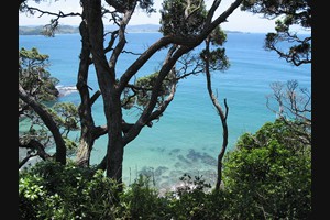 Tutukaka Coast