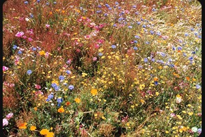 Wanaka flower meadow