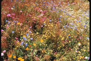 Wanaka Blumenwiese