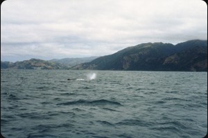 Whale watching Kaikoura