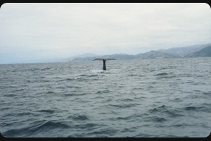 Whale watching Kaikoura