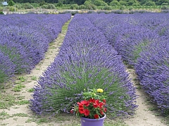 Neuseeland - Napier Lavendel Eskdale