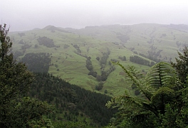 New Zealand - Leigh Pakiri