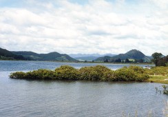 New Zealand - Mangrove