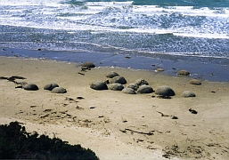 Neuseeland - Moeraki Boulders