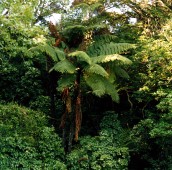 New Zealand - Fern tree
