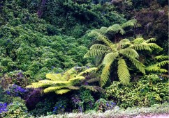 New Zealand - Wild flowers