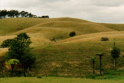 Neuseeland - Farmland