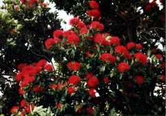 Neuseeland - Pohutukawa