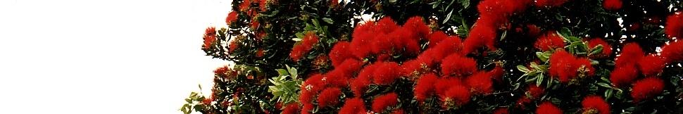 Neuseeland - Pohutukawa - Christmas Tree