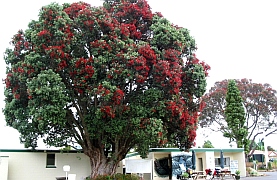 New Zealand - Whangarei